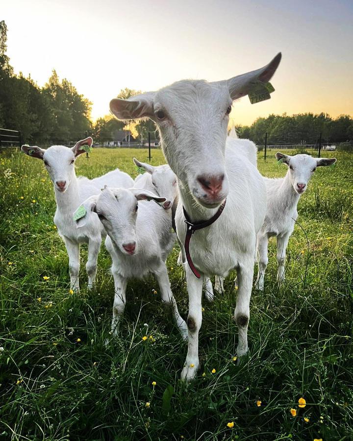 Pipowagens Bij Pannenkoekenrestaurant & Camping De Koppenjan 'Een Uniek Verblijf Met Kinderspeelboerderij' Jubbega-Schurega Kültér fotó