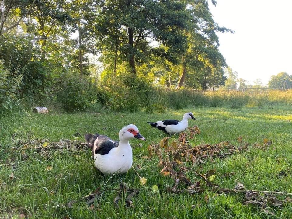 Pipowagens Bij Pannenkoekenrestaurant & Camping De Koppenjan 'Een Uniek Verblijf Met Kinderspeelboerderij' Jubbega-Schurega Kültér fotó